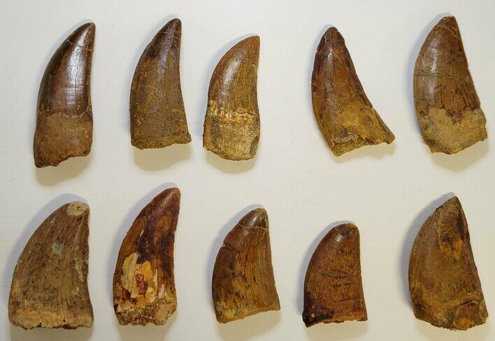 Lot Of Carcharodontosaurus Teeth #200261